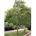 Kanooka Water Gum 1 Plants Tristaniopsis laurina Swamp Myrtle Trees